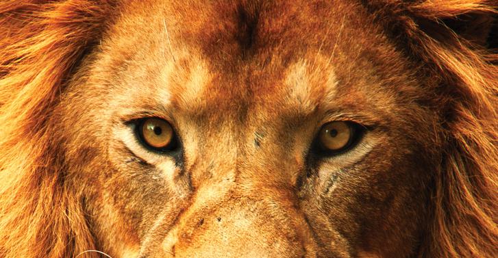 Lion Full