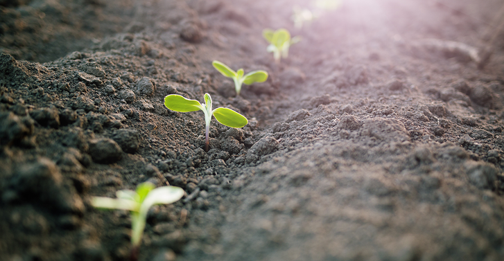 Seedlings