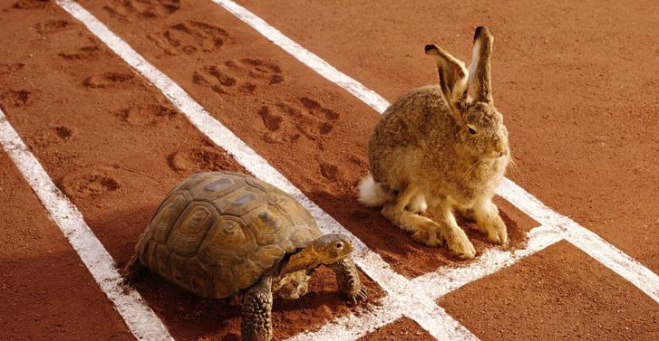Tortoise Hare